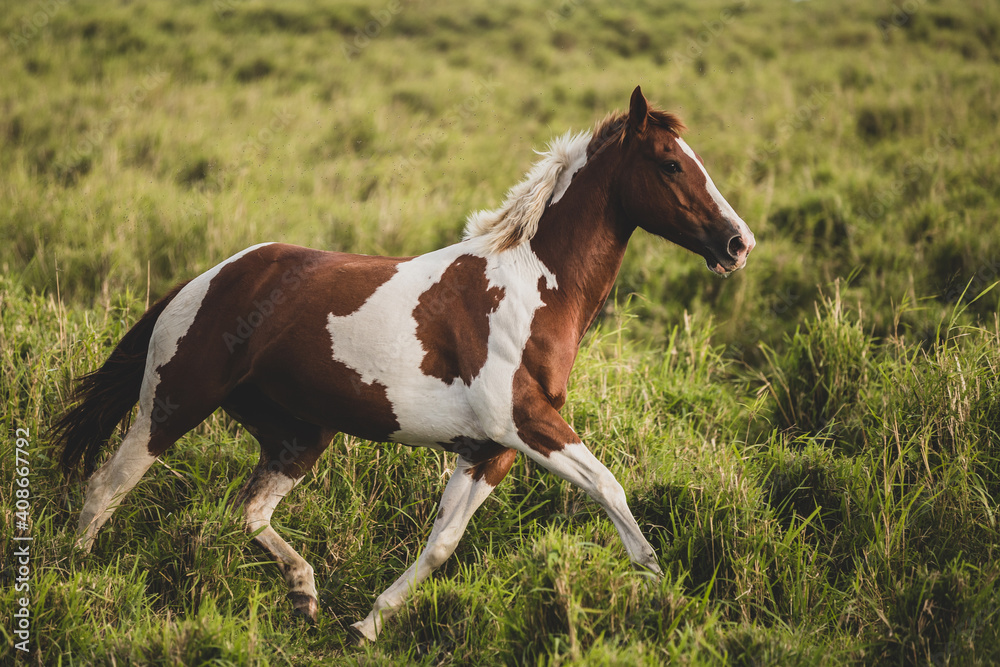 Spotted horse trotting through tall, green, grassy field Spotted horse trotting through tall, green, grassy field