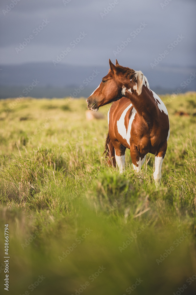 Brown and white spotted horse standing in grassy field on stormy day Brown and white spotted horse standing in grassy field on stormy day