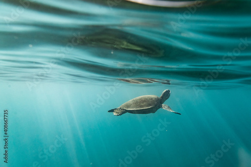 Sea turtle just below the ocean's surface with light streaks photo