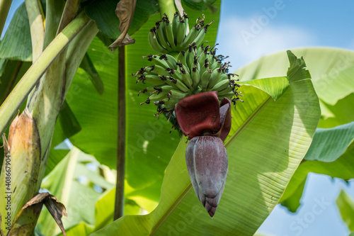 Cluster of bananas with flower hanging on tree, Hsipaw, Myanmar