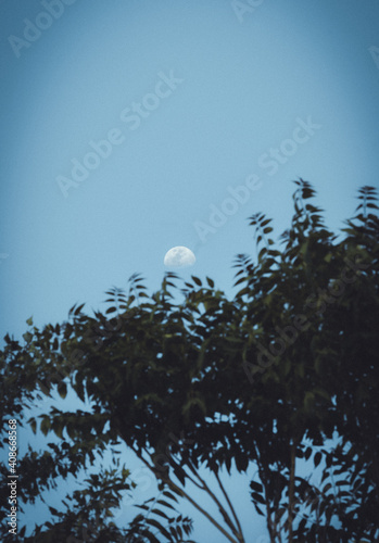 Moon Seen Through The Branches At Sunset photo