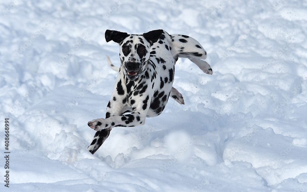 un precioso perro dalmata en la nieve un precioso perro dalmata en la nieve