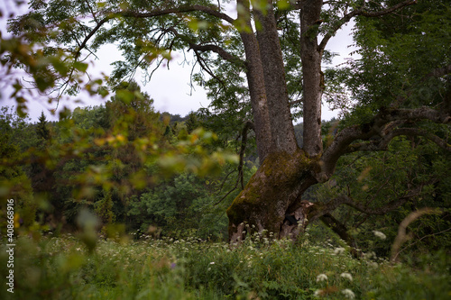 Beautiful old tree in the carpathian forest, Bieszczady Mountains, Poland © Przemysław Głowik