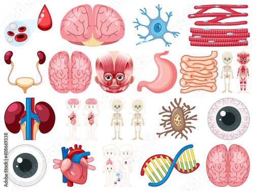 Set of human inner organs isolated on white background