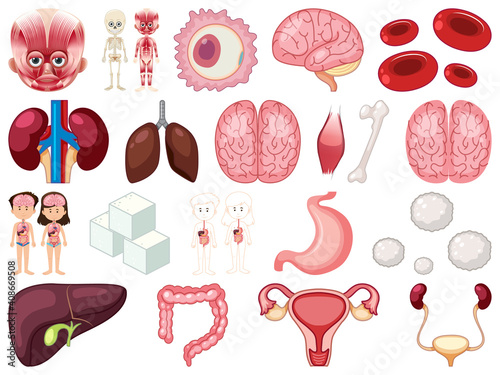 Set of human inner organs isolated on white background