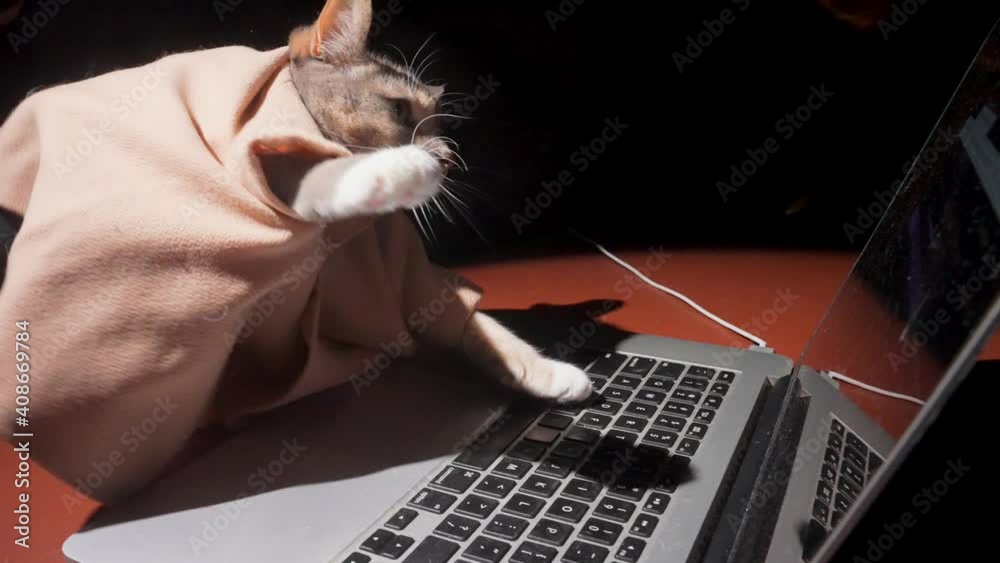This slow motion video features a savvy cat investor frantically buying and selling bitcoin stocks on her computer.
