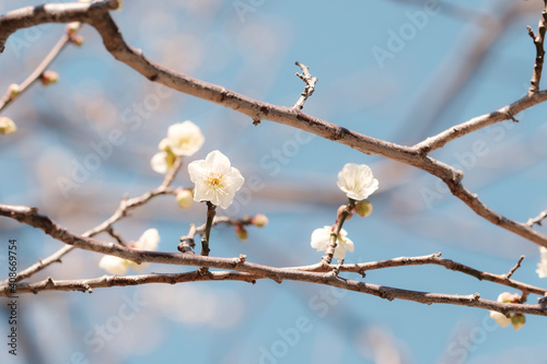 梅の花 Plum blossoms