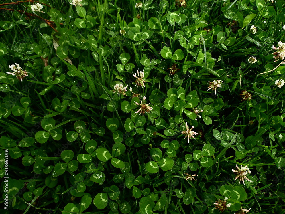 Obraz premium Nature Plants Flower