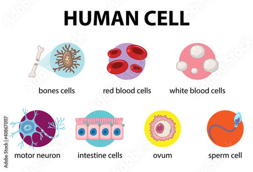 Diagram of human cell for education