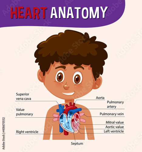 Information poster of human heart diagram