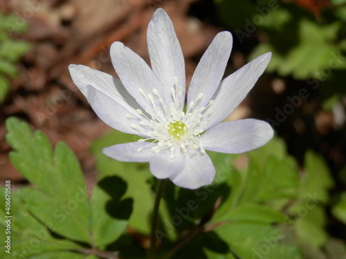 キクザキイチゲの花部分