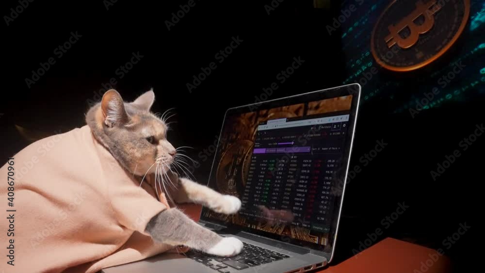 This video shows a dressed up cat investor quickly buying and selling bitcoin cryptocurrency on her laptop computer.