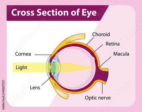 Human eye anatomy with cross section of eye diagram