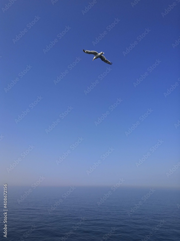 Seagull flying in the sky in the English Channel shot in August 2019 while travelling from Calais to Dover 