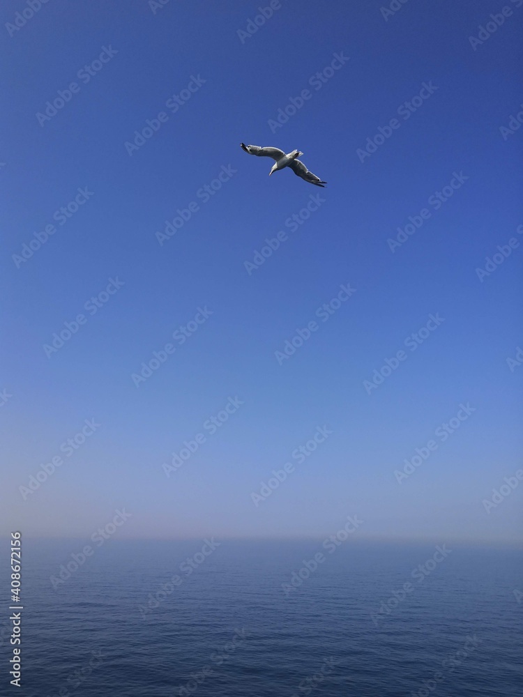 Seagull flying in the sky in the English Channel shot in August 2019 while travelling from Calais to Dover Seagull flying in the sky in the English Channel shot in August 2019 while travelling from Calais to Dover