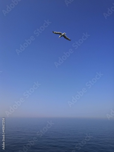 Seagull flying in the sky in the English Channel shot in August 2019 while travelling from Calais to Dover 