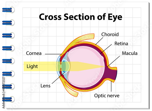 Human eye anatomy with cross section of eye diagram