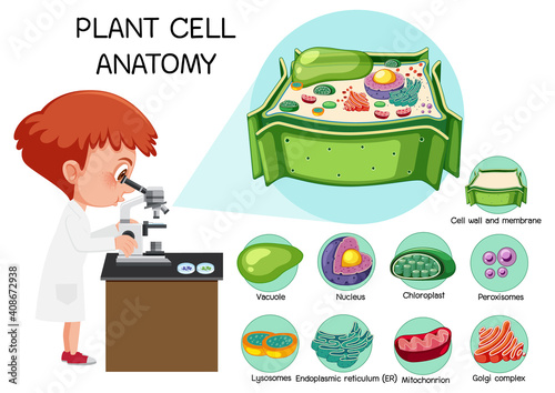 Anatomy of plant cell (Biology Diagram)