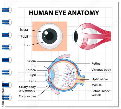 Diagram of human eye anatomy with label