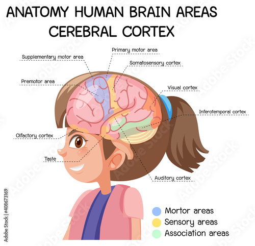 Anatomy human brain areas cerebral cortex with label