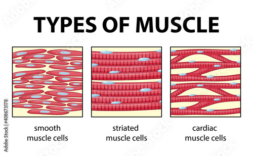 Types of muscle cell diagram