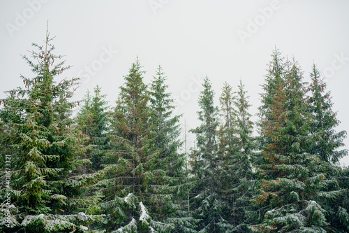 Beautiful Winter Landscape in Mountains. Majestic winter landscape. frosty pine trees. © volf anders