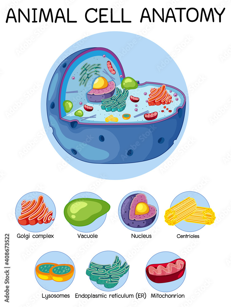 Anatomy of animal cell (Biology Diagram) Stock Vector | Adobe Stock