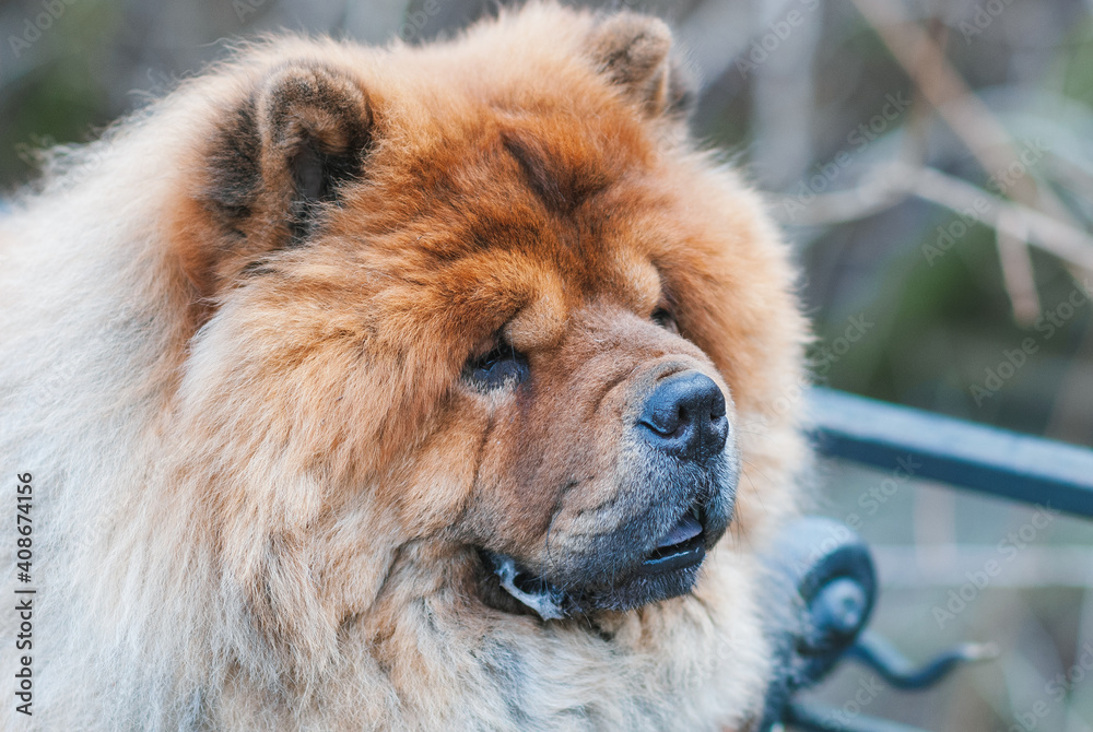 Portrait of a dog, Chinese breed Chow Chow