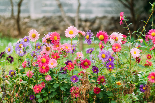 Close-up of chrysanthemums in the grass garden by the stone fence.