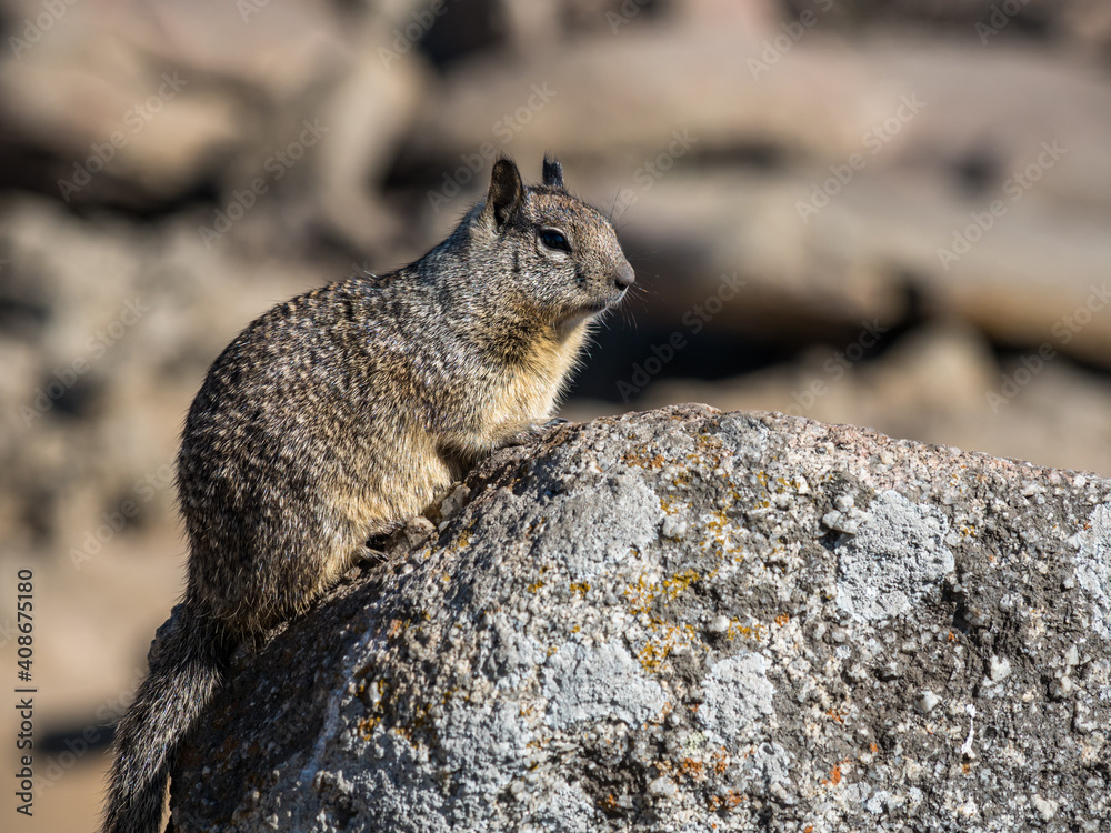 California Ground Squirrel sitting on a rock. California Ground Squirrel sitting on a rock.