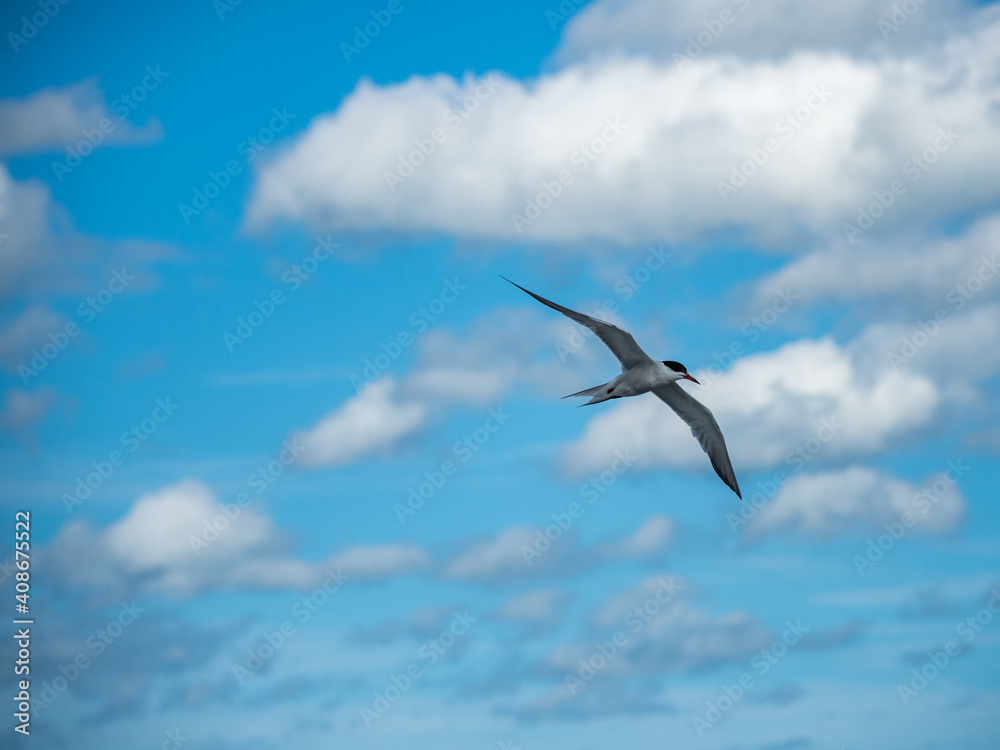 Tern in flight over ocean, bird with wings spread in flight.