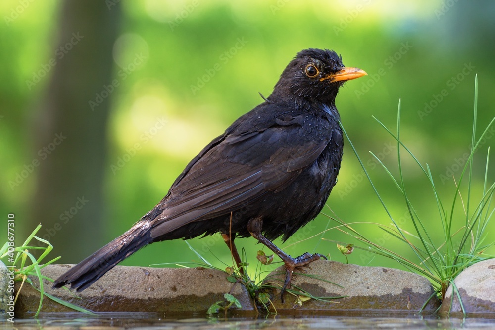 Obraz premium The male blackbird (Turdus merula) stands on stone with grass by the bird's waterhole. Czechia. Europe. 