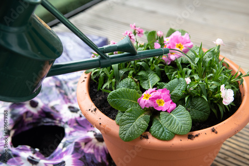 Watering freshly planted flowers