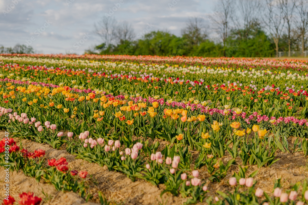 Yellow Purple and Red Fresh Tulips Blooming on Field at Flower plantation Farm