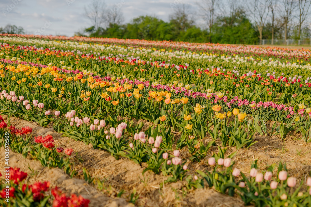 Yellow Purple and Red Fresh Tulips Blooming on Field at Flower plantation Farm Yellow Purple and Red Fresh Tulips Blooming on Field at Flower plantation Farm