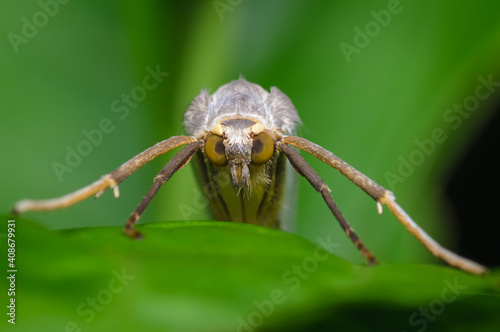 Moth hidden between the leaves of a plant