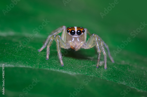 Curious spider perched on a green leaf