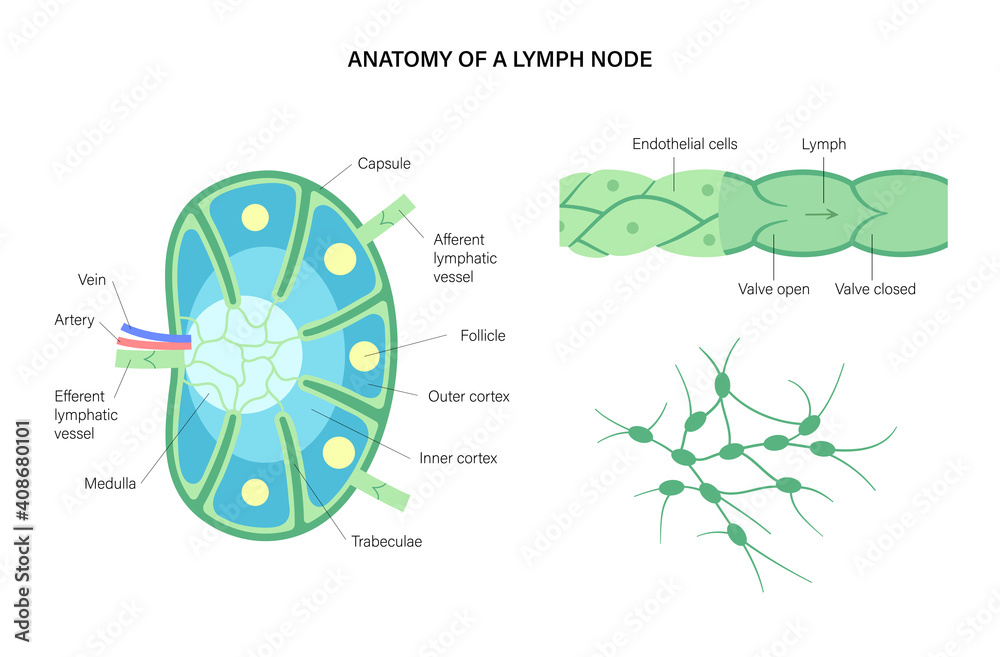 Lymph node anatomy
