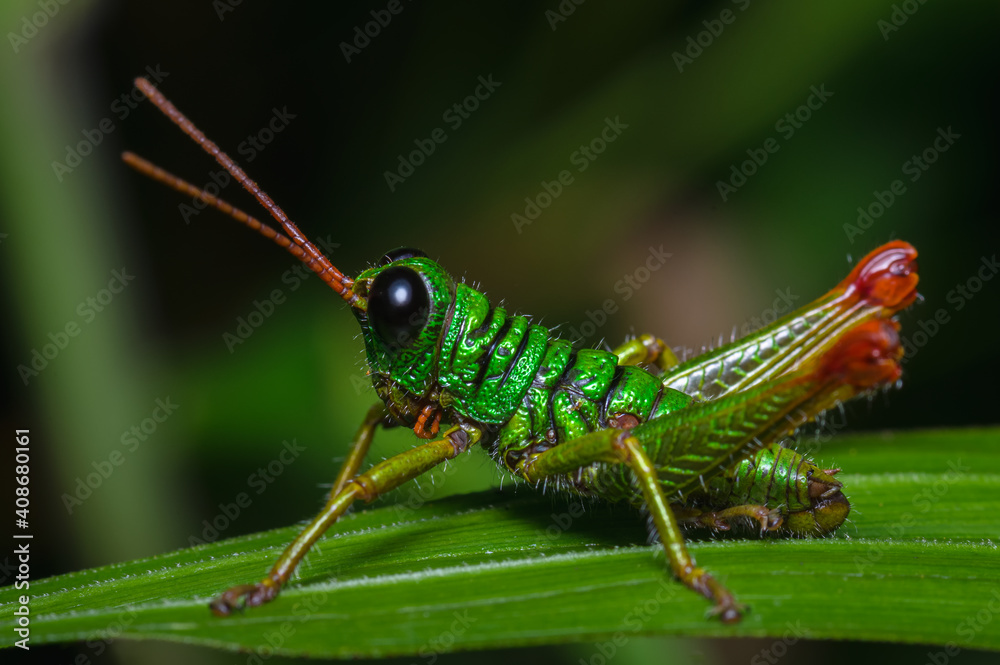 Grasshopper perched quietly on the grass