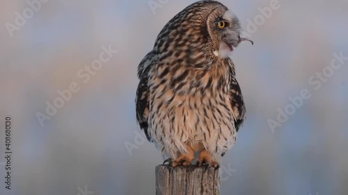 Short eared owl in the wild