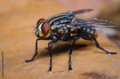 Striated fly on a dry leaf
