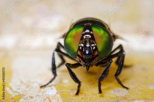 Green-eyed fly looking straight ahead © J Esteban Berrio