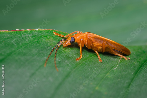 Colorful scene of a beetle on a leaf