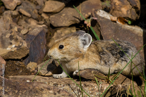 Solitary Pika cautiously creeps along the rocks in the search of food in the Rocky Mountain region of Alberta photo