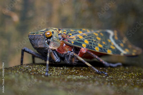Cicada camouflaged in the middle of the forest © J Esteban Berrio