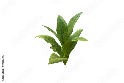 Isolated young tobacco plant with clipping paths.
