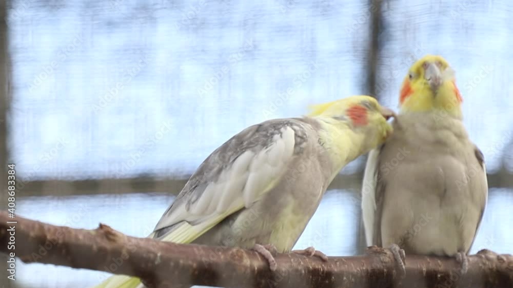ラブラブなオカメインコ ラブラブなオカメインコ