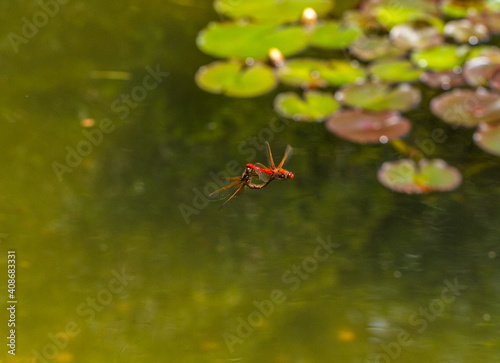 Dragonflies making love