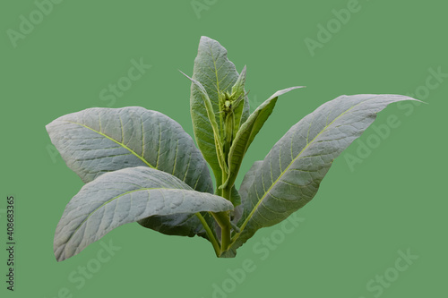 Isolated young tobacco plant with clipping paths. photo