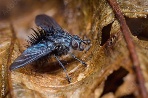 Fly with long hairs hiding on a dry leaf © J Esteban Berrio
